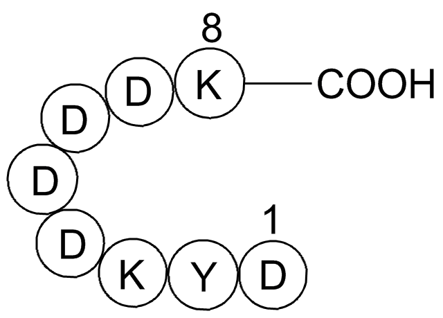 FLAG tag Peptide Chemical Structure